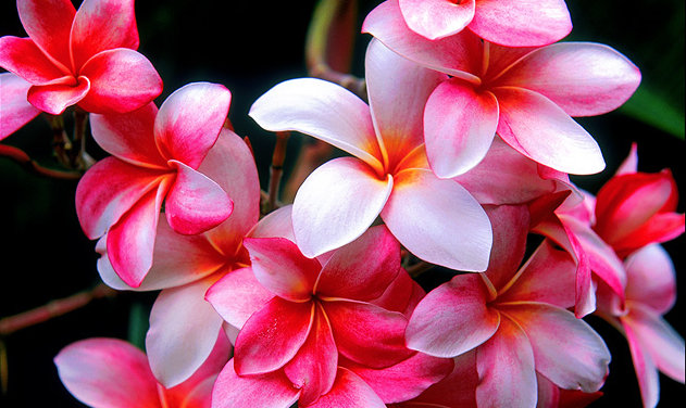 The flower pictured here is a Plumeria 'red' from the island of Oahu.