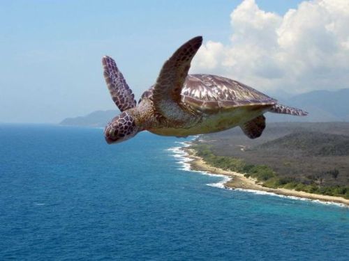 Honu flying over Big Island: could be a UFH? Honu flying